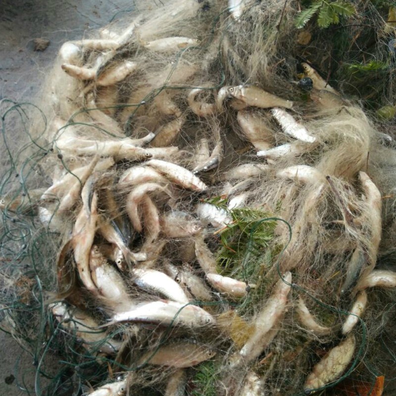 Lưới bẫy đánh cá ngoài trời sợi dây cước kích thước 8m x 0.8m