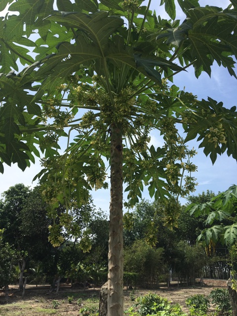 Hoa đu đủ đực khô tươi loại 100g