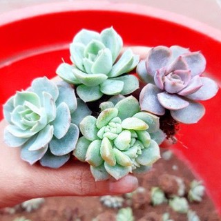 🎆🎆🎆Combo 10 cây sen đá 10 loại