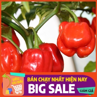 [ Hạt Giống Xanh ] (NK Mỹ) Hạt giống ớt cam siêu cay Habanero - 15 hạt