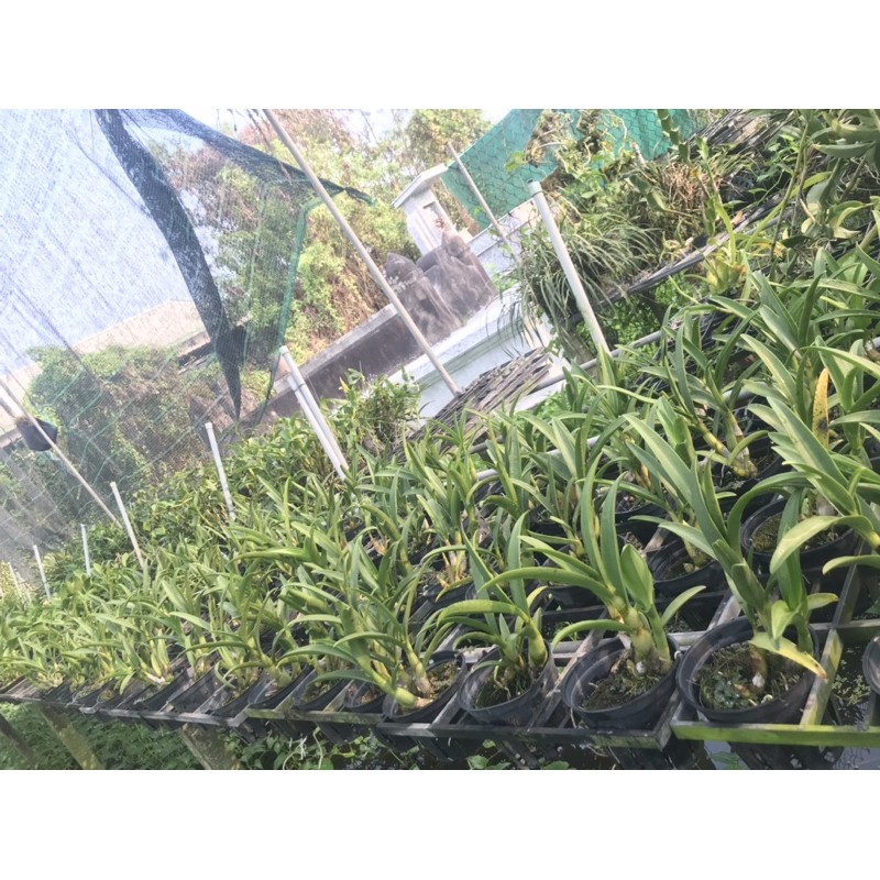 Banana đột biến 3 lưỡi