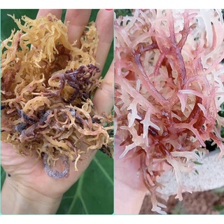 Rong Sụn sú