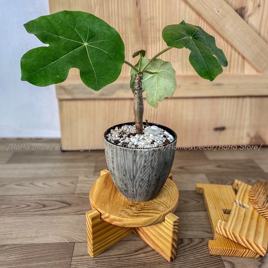 Đế gỗ CAO CẤP đặt cây cảnh Đôn gỗ để cây cảnh CCG12-24CM