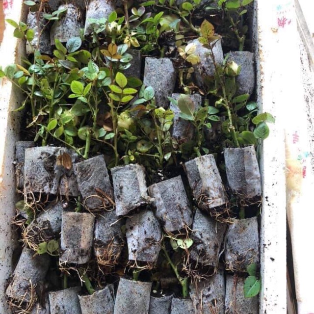 Bầu hoa hồng ngoại