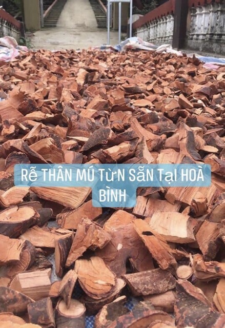 1kg Mú từn (Thân và Rễ)