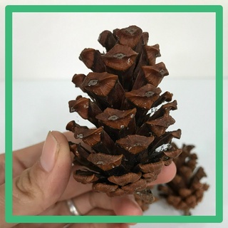 Quả Thông Trang Trí, Mài răng cho thú cưng nhỏ