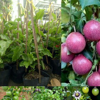 Chanh dây tím ( chanh leo )