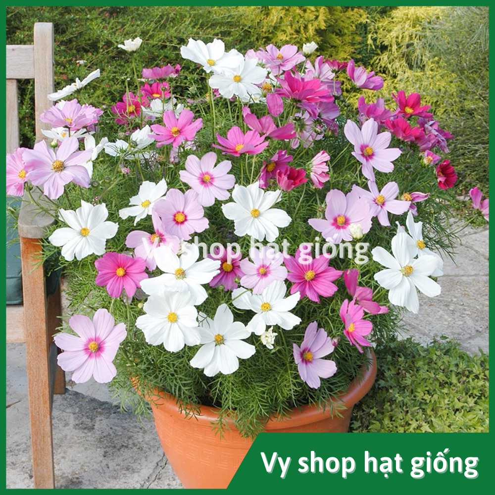 100gr hạt giống sao nhái  mix 18 màu - khoảng 10.000 hạt