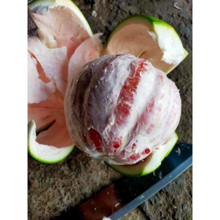 Bưởi Da Xanh (Ruột hồng)