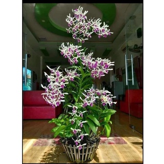 HOA LAN BÀ LIỄU XƯA