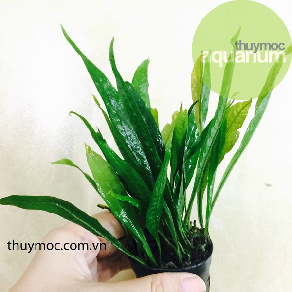 DƯƠNG XỈ LÁ HẸP_ CÂY THỦY SINH DỄ TRỒNG