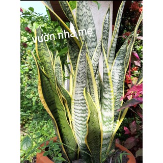 Cây lưỡi hổ viền vàng cao 60- 1.1 mét