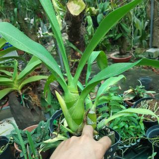 HOA lan vũ nữ Hoàng hậu