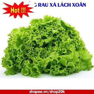Hạt giống Rau xà lách xoăn