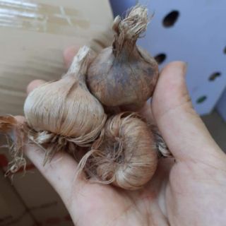 3 củ nghệ tây 3 màu [SHOP UY TÍN]