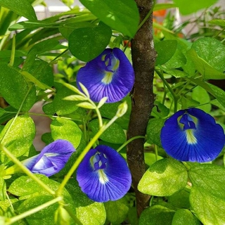 Gói hạt giống hoa đậu biếc