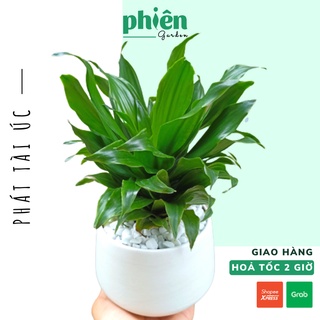 Cây Phát Tài Úc,Thiết Mộc Lan, Phát Tài để bàn kèm Chậu gốm tráng men