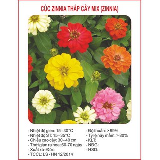Hạt giống Hoa Cúc nhi nha lùn Mix màu gói 50 hạt