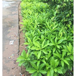 CÂY SALA ( CÂY NGỌC KỲ LÂN , CÂY ĐẦU LÂN ) GIỐNG