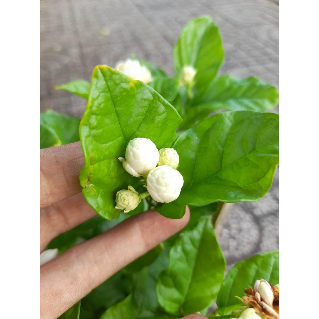 Cây giống hoa nhài, hoa lài kép, lài ta để ướp trà, làm cảnh.