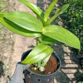 Lan denro Chớp 10% ( cây cao 15cm)