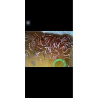 Food betta thủy sinh xanh trắng