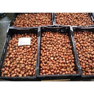 củ hoa tuy líp kép
