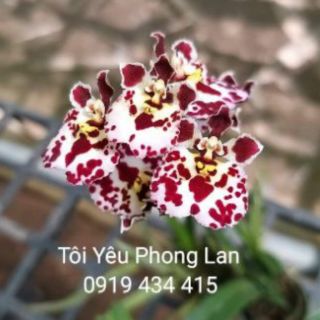 Vũ nữ bút chì ghép gổ nhiều thân sắp ra hoa,màu hoa ngẫu nhiên.