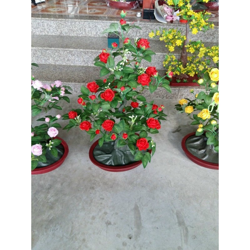 cây Hồng cao ~ 90 cm