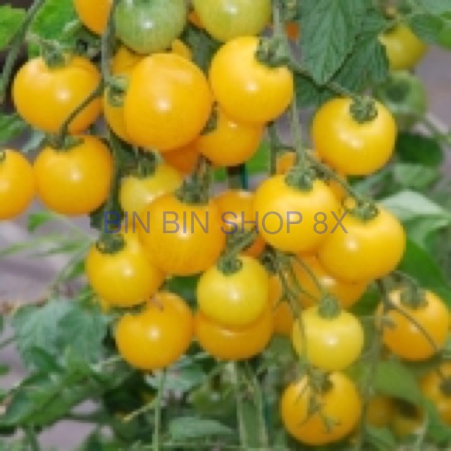 Hạt giống cà chua bi cây cao quả vàng sai quả và năng suất ( gói 30 hạt)