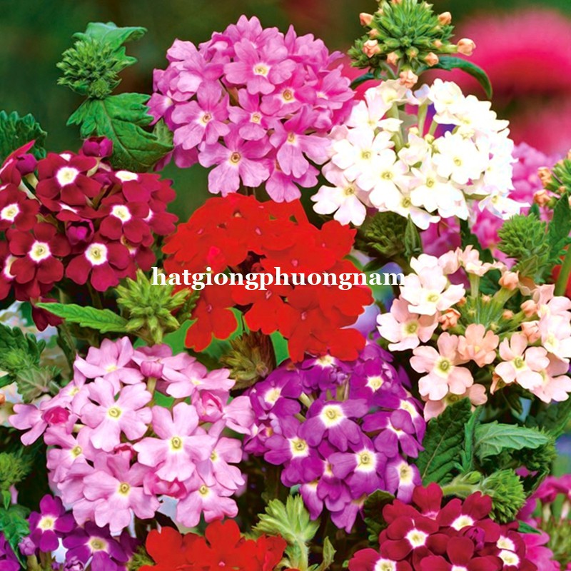 50 H - HẠT GIỐNG HOA VÂN ANH MIX