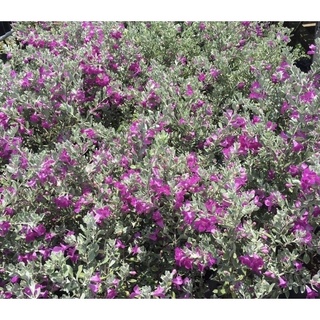 Tuyết sơn phi hồng cây cao khoảng 50cm