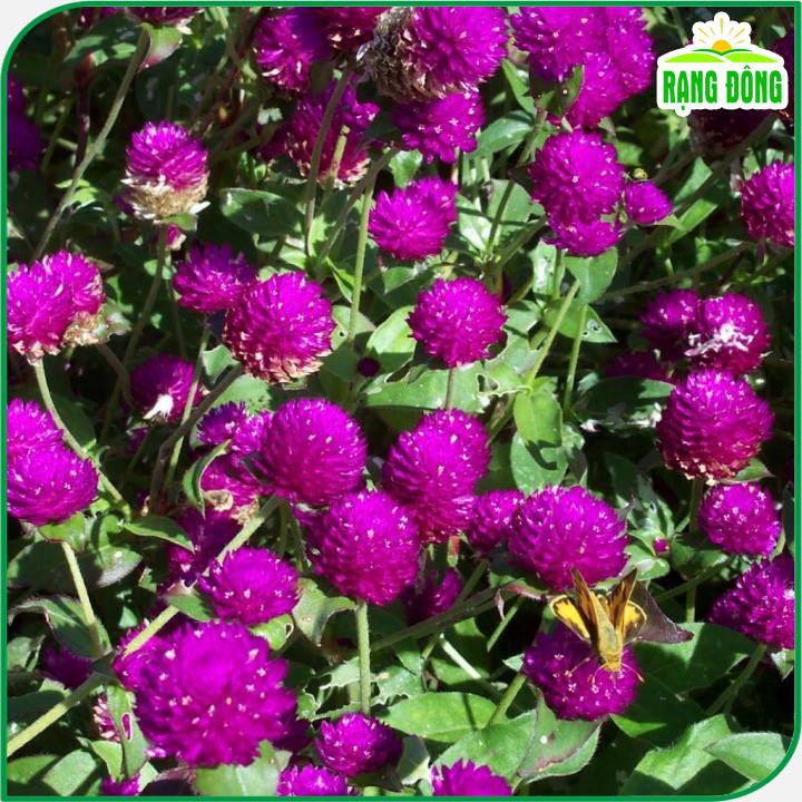 Hạt giống Hoa Cúc Bách Nhật Tím trồng quanh năm, hoa ra liên tục - Hạt giống Rạng Đông