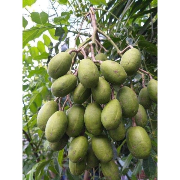 cây giống cóc thái