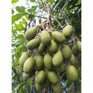 Cây giống cóc thái