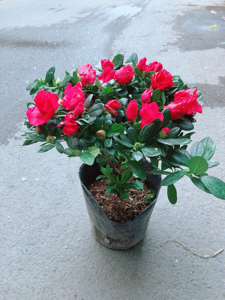 Hoa Đỗ Quyên