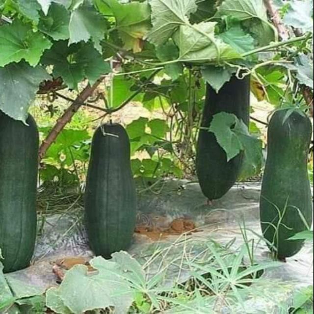 Hạt giống bí đao đen khổng lồ