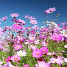 shopchuyenbanhathoasaonhai