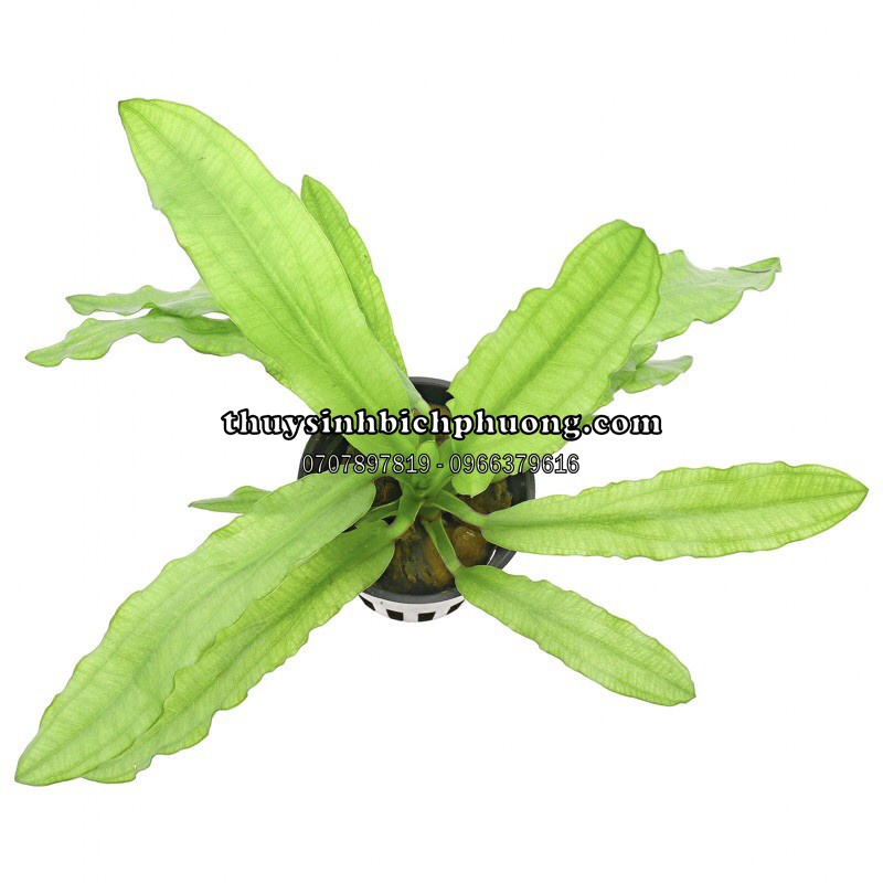 CÂY HOÀNG QUÂN THUỶ SINH - KHÔNG CẦN CO2 SIÊU DỄ TRỒNG
