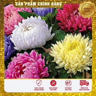 Hạt giống hoa cúc đại đóa bông to nhiều màu