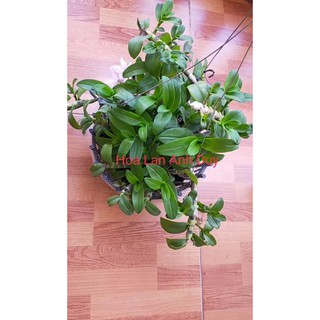Phi điệp, giả hạc thân thủ lá mít Hoà bình