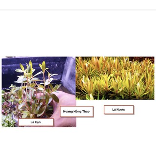 Cây Thủy Sinh: Hoàng Hồng Thảo