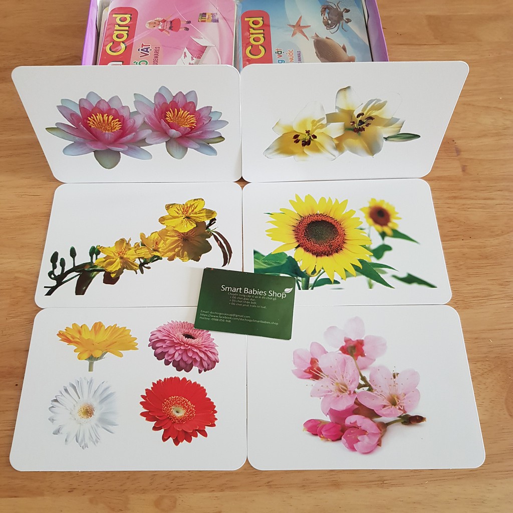 Thẻ học thông minh 19 chủ đề TGXQ mẫu mới nhất 290 thẻ KT 12x16cm