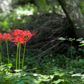 CỦ GIỐNG HOA BỈ NGẠN