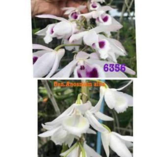 Hoa lan phi điệp 6356