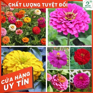 50h_hạt giống cúc lá nhám mix màu