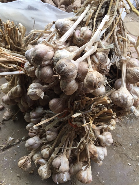 Tỏi ta còn cuống 1kg siêu thơm, tỏi tía