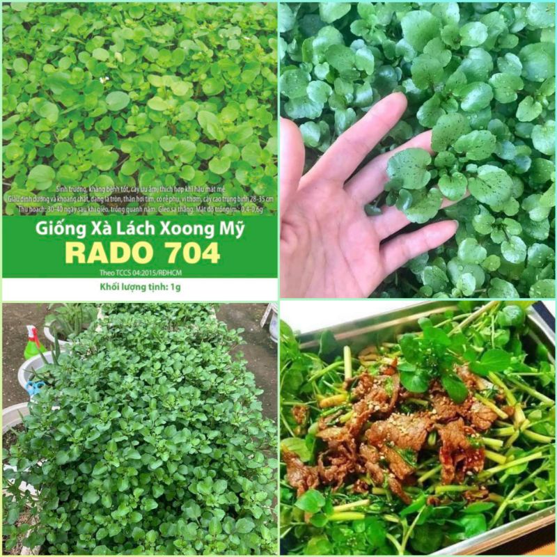 Hạt giống xà lách xoong (xà lách xoan) Mỹ Rạng Đông gói 1g