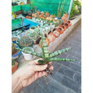 Cây ngà voi lá ngắn