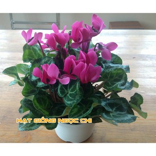 Hạt Giống Hoa Anh Thảo Mix - 5 Hạt